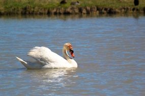 white Swan bird on the pond