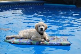 golden retriever Dog lays down on swimming board on water