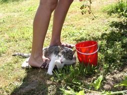 Cat laying on grass at female feet