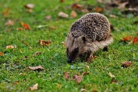 hedgehog with needles on the green grass with colorful leaves