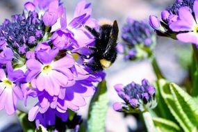 Hummel Insect