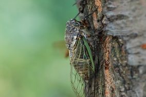 Cicada on tree bark