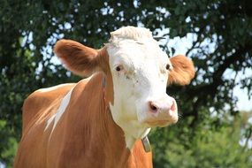 brown cow with white head on a farm