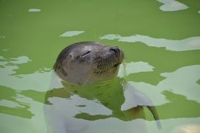 portrait of relaxing in the water sea lion