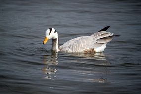 bright wild duck swims on the lake