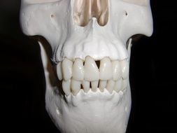 white skull skeleton of human