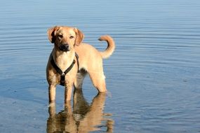 unmatched Young Dog