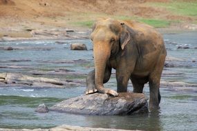 The elephant in the water on the stone