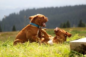 two brown mastiffs on a green meadow