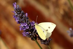 white butterfly on a purple flower