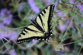 yellow black swallowtail in wildlife