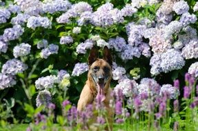 Garden Dog
