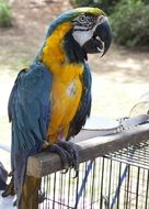 blue and yellow macaw