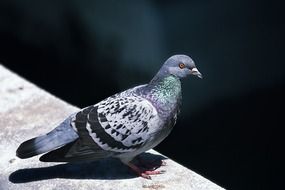 enchanting Dove Bird