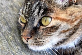Cat looking into the distance