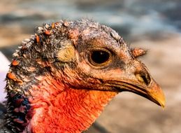 portrait of a turkey