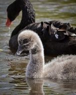 young black and white swans on the water