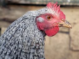 head of a spotted chicken close-up