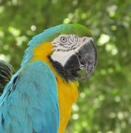 profile portrait of a macaw parrot