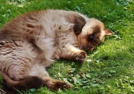 relaxed lazy british shorthair