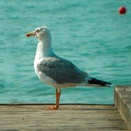 seagull on the dock closeup