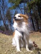 view from below of outdoor relaxing dog