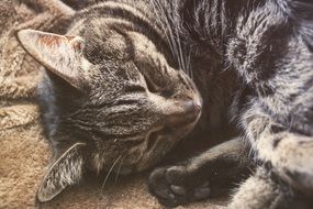 sleeping cat close up