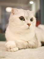 beautiful and amazing Scottish Cat