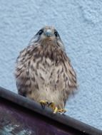 young wild falcon