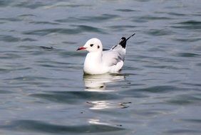 photo of the swimming seagull