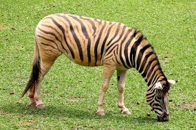 grazing african zebra