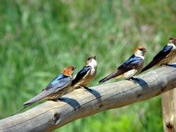 swallows stand on a wooden stick