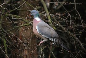 dove in the thicket close up