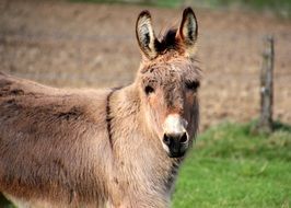 Portrait of domestic donkey