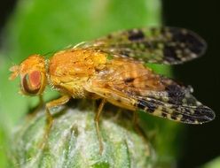yellow fly on the grass