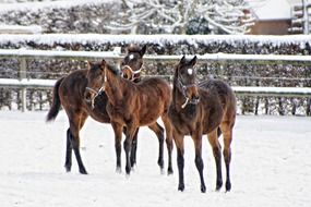 brown Horses Animals