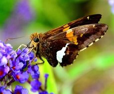 butterfly on the garden flower