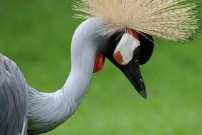 graceful grey crowned crane