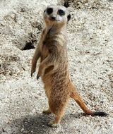 Cute meerkat is standing