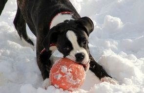 black and white boxer playing in snow