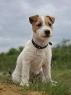 Jack Russell Terrier, young Dog sits outdoor
