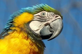 Portrait of colorful Macaw Parrot with grey bwak