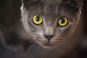 Portrait of grey kitten