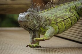 green iguana at mariposario de benalmadena