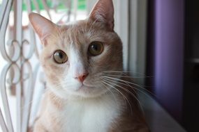 cat on the window near the glass