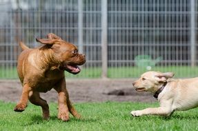 Dog Pension