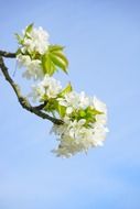 cherry tree flowers against blue sky