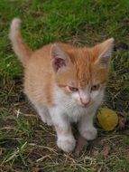 Cat Red Small Mammal