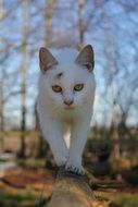sneaking white cat