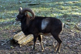 brown goat on pasture
